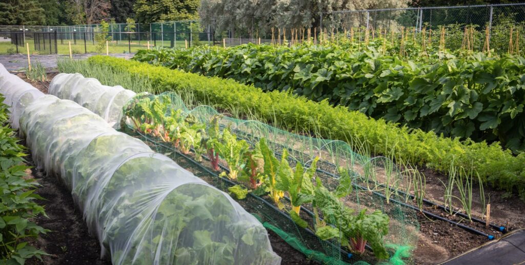 agriculture urbaine ahuntsic cartierville montréal ville en vert