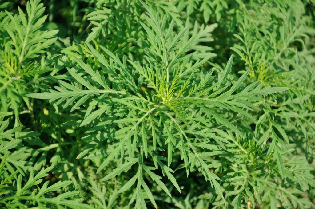 La petite herbe à poux (Ambrosia artemisiifolia), la plante causant la majorité des allergies respiratoires au Québec. Photo : Andrew Butko