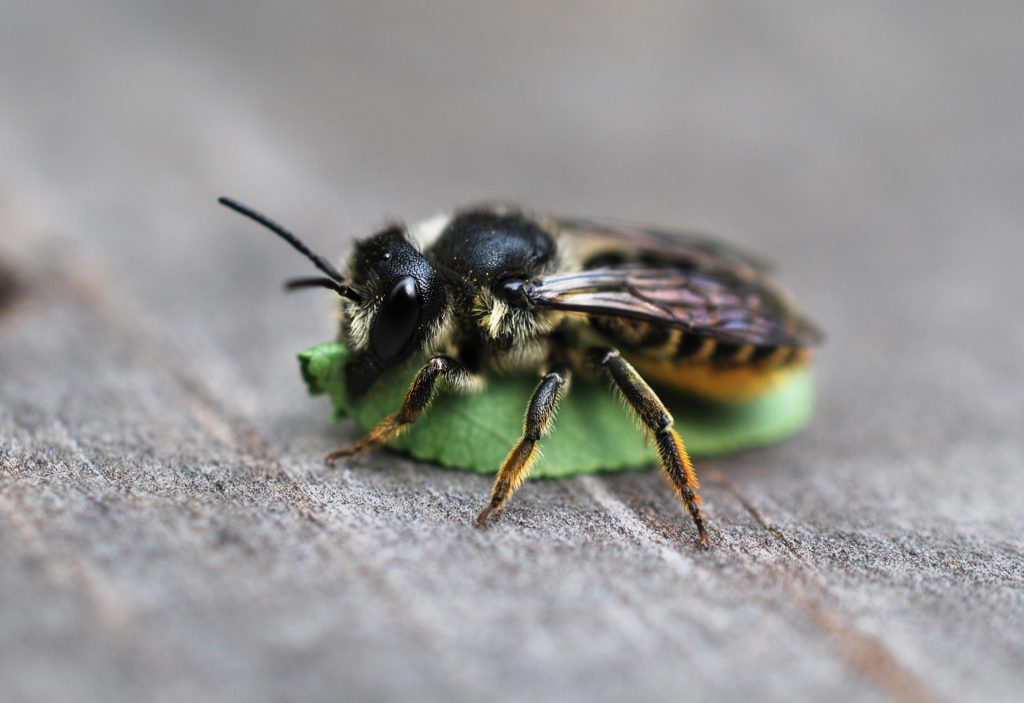 trousse-pollinimini-abeille-indigene-sur-feuille 