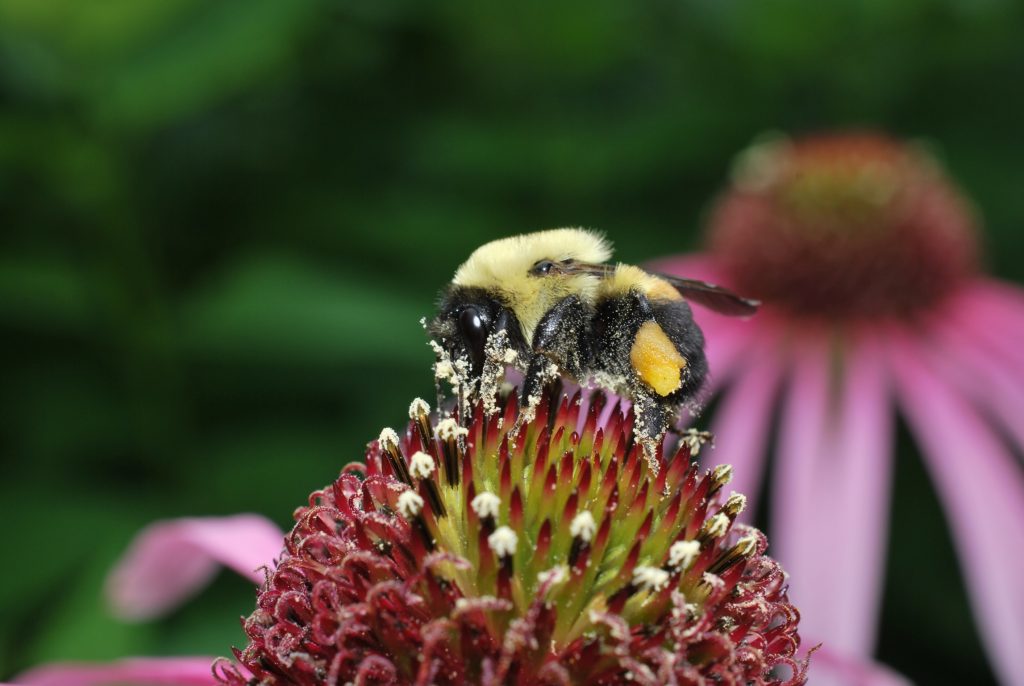 Bourdon récoltant du pollen sur une échinacée. Photo : Marc Sardi