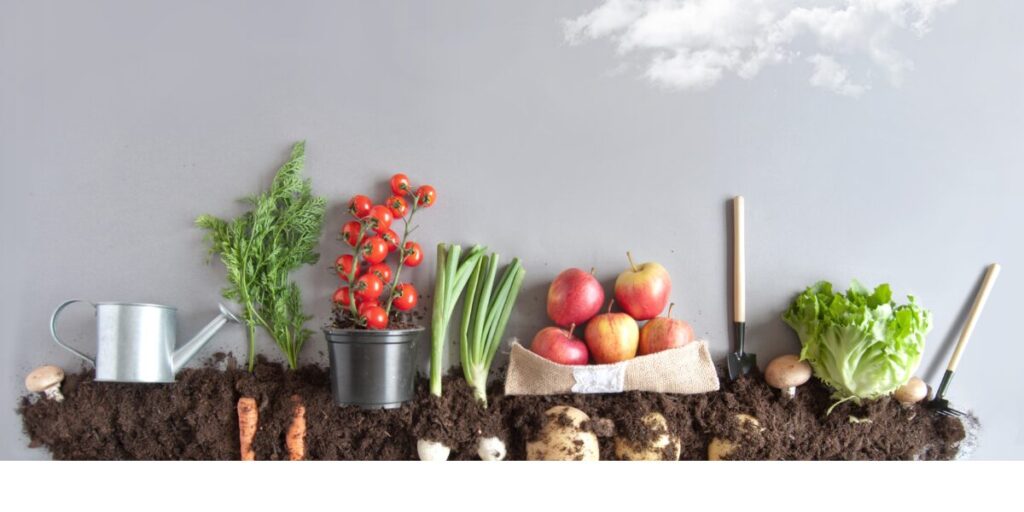 Illustration de la planification d'un potager saisonnier avec une variété de légumes et de plantes. Découvrez comment optimiser votre espace de jardin pour une récolte abondante
