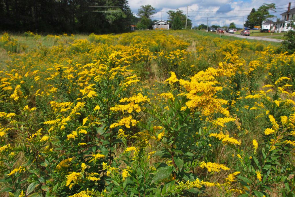 Un champ de verges d'or : des plantes trop souvent accusées de causer des allergies respiratoires. Photo : Marc Sardi