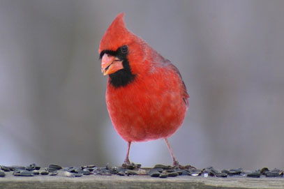 Cardinal Photo : Jen Goellnitz