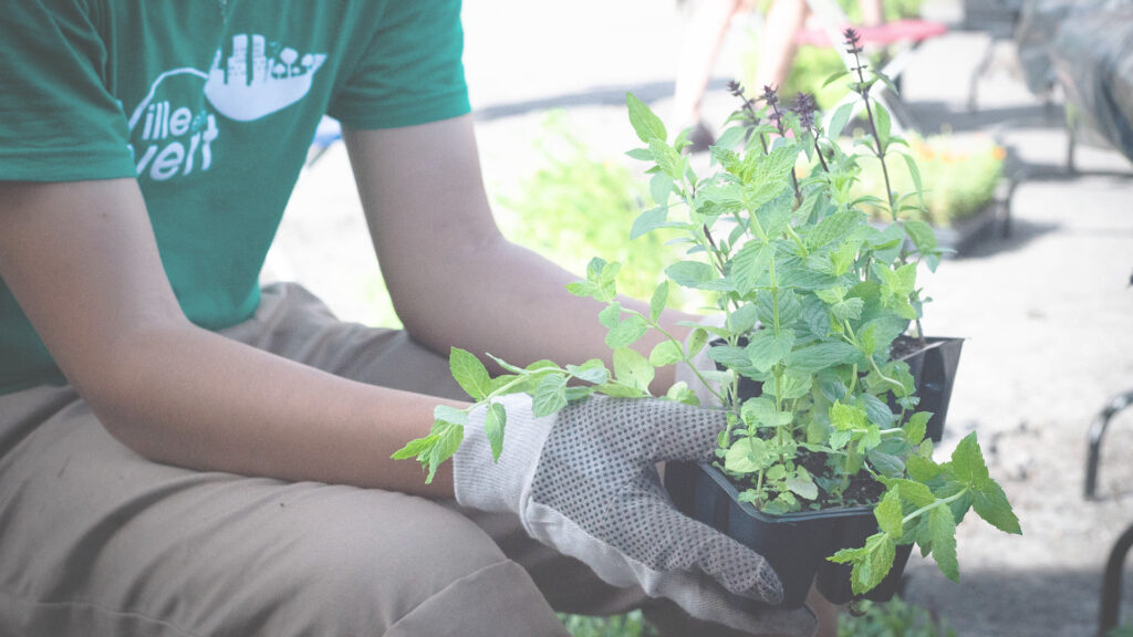 distribution fleurs plantes A-C Ahuntsic Cartierville 2021