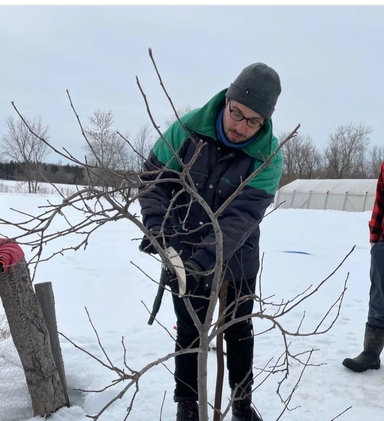 Un homme est en train de tailler en arbustes en hiver