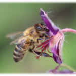 pollinisateur fleurs