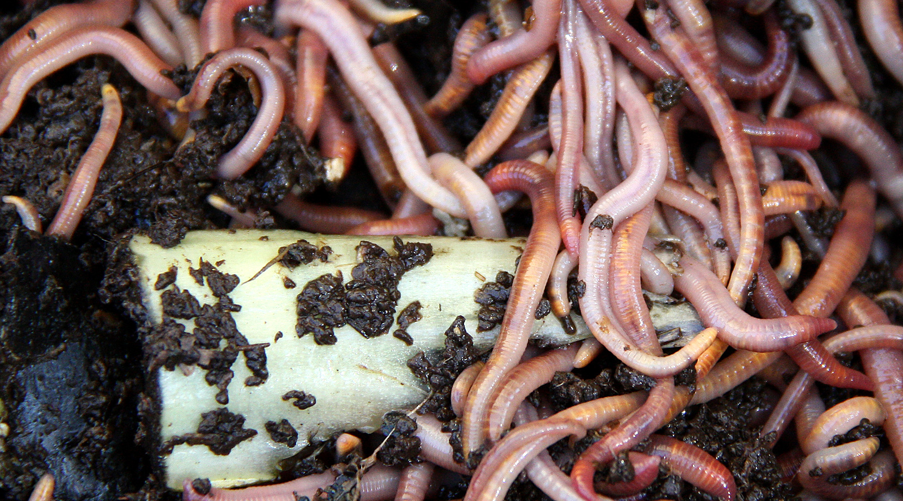 Le vermicomposteur : une boîte à vers pour faire son compost